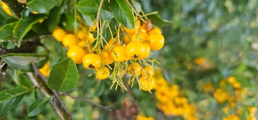 Branch of Pyracantha or Firethorn cultivar Orange Glow plant. Close up of orange berries on green background in public city park nature concept	