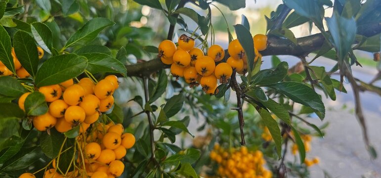 Branch of Pyracantha or Firethorn cultivar Orange Glow plant. Close up of orange berries on green background in public city park nature concept	