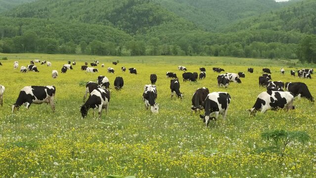 A herd of cows grazing in a flower meadow.