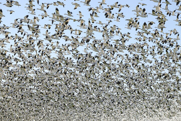 Thousands of snow geese take off filling the sky with black and white birds