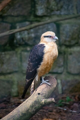bird of prey