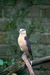 hawk in the zoo