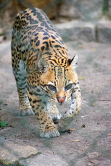 Naklejka na ściany i meble leopard in zoo