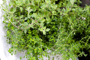 Fresh herbs in the garden