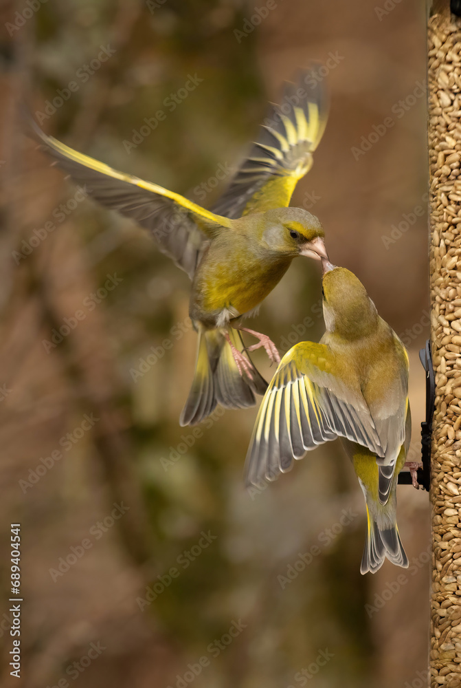 Poster two greenfinches are captured at a seed feeder. one os perched and the other is in flight with wings