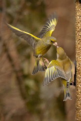 Two greenfinches are captured at a seed feeder. One os perched and the other is in flight with wings spread being fed. Their beaks are touching - 689404541