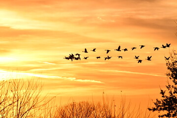Flock of Geese in an Orange Sunset Sky