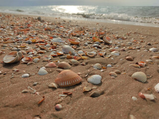 shells on the beach