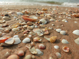 seashells on the beach