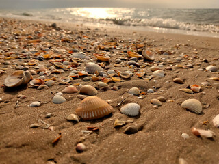 shells on the beach