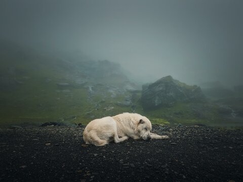 Moody and silent scene with a white, wolf like dog sleeping outdoors on the top of Transfagarasan mountain. Big shepherd hound in romania Carpathians, resting near the misty hills