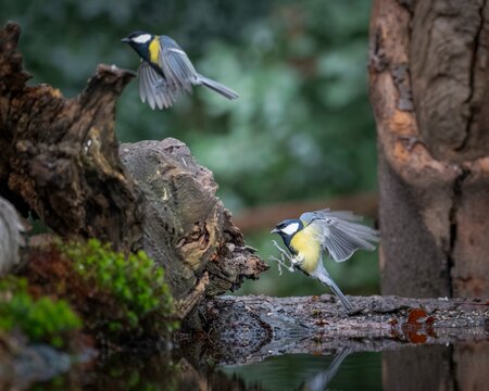 Great tits (Parus major) flying to the left, landing, reflecting in the water, surrounded by the edge of the bank, moss and dilapidated tree stump, Overijssel, Netherlands