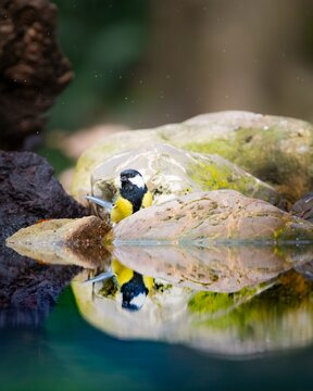 Great tit (Parus major) standing between large stones, reflecting in the water, water splashes in the air, surrounded by other stones, Overijssel, Netherlands