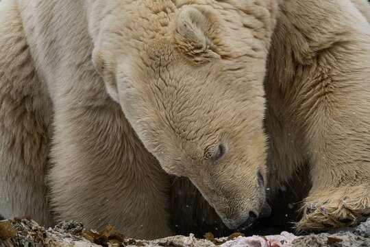 Scavenging polar bear (Ursus maritimus) eating the carcass of a stranded dead minke whale on the coast of Wahlbergoya, Svalbard, Svalbard, Norway, Europe