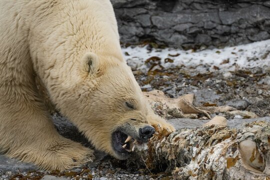 Scavenging polar bear (Ursus maritimus) eating the carcass of a stranded dead minke whale on the coast of Wahlbergoya, Svalbard, Svalbard, Norway, Europe