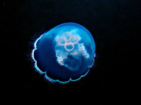 Common jellyfish (Aurelia aurita), dive site Amber Jack, Destin, Panhandle, Gulf of Mexico, Florida, USA, North America