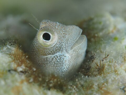A tiny blue-bellied combfish (Alloblennius pictus), bonefish, looks out of its hiding place. Dive site House Reef, Mangrove Bay, El Quesir, Red Sea, Egypt, Africa