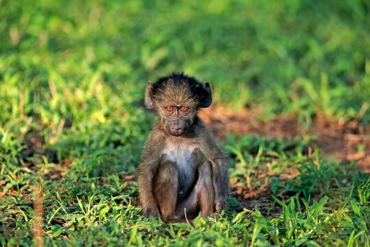 Bear baboon, chacma baboon (Papio ursinus), young, sitting, on ground, alert, Kruger National Park, South Africa, Africa