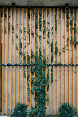 Brown vertical wooden slats on a wall with green ivy