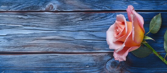 Copy space background. roses on wood, blue
