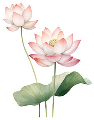 pink lotus flower, transparent, watercolor
