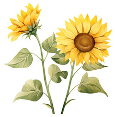 sunflower isolated on white background, transparent, watercolor