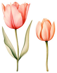 pink tulip isolated on white, transparent, watercolor