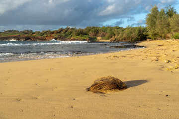Brown hairy coconut husk on a clean sandy beach by the ocean with green ironwood pine on a hill in the background, Gillin Beach, Mahaulepu Trail, Kauai, Hawaii
