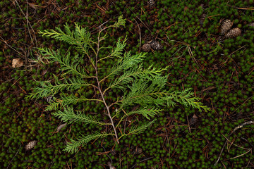 A vibrant green branch on the pine woods floor, like a natural paint of a Christmas tree.