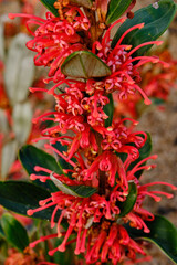 Grevillea dimorpha, commonly known as flame grevillea or olive grevillea, is a species of flowering plant in the family Proteaceae and is endemic to the Grampians National Park in Victoria,