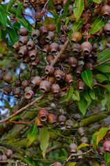 A gumnut is the woody fruit of a eucalyptus tree. In Australia, of which there are about 700 species.