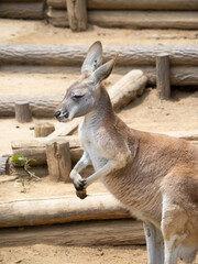 アカカンガルー。(縦構図)
