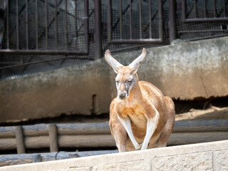 アカカンガルー。
