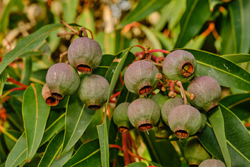 A gumnut is the woody fruit of a eucalyptus tree. In Australia, of which there are about 700 species.