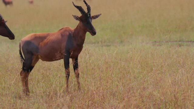 Beautiful Topi Animal In Kenya Field