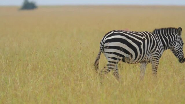 Gorgeous zebra standing in dry grass near Gazelle