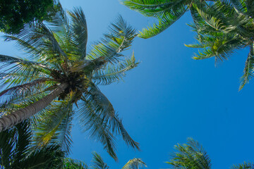 Cielo rodeado de palmeras