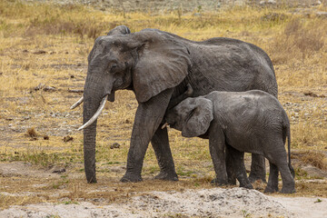 Fototapeta premium Elephants of Africa