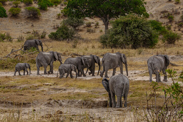 Obraz na płótnie Canvas Elephants of Africa