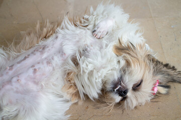Dog Shih tzu lying on the floor. Pet lifestyle and health concept.