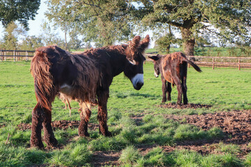 Baudets du Poitou dans un champ