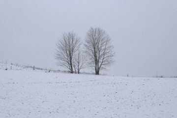 Fototapeta na wymiar Two freestanding trees in winter, meadow covered with snow in Bad Pyrmont, Germany.
