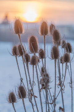 Dry flowers of wild teasel or fullers teasel, dipsacus fullonum or dipsacus sativus on sunset, closeup.