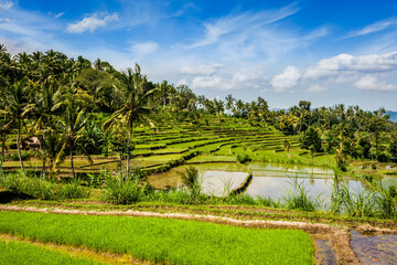 Fototapeta na wymiar Green rice terraces on Bali island