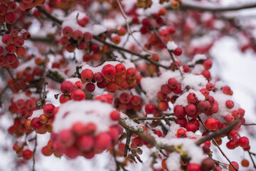 Winter's Crimson Beauty: Snow-Covered Rowan in Rural Landscape. Enchanting Winter Scenes: Capturing the Festive Red Rowan in a Snow-Covered Countryside