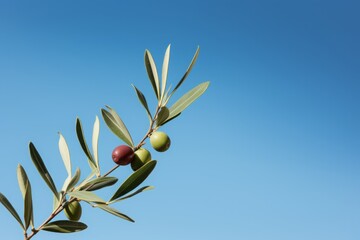 Fototapeta premium Ripening olives on an olive branch, a representation of growth and the harvest season.