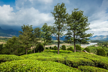 Fototapeta na wymiar Kerala India travel background - green tea plantations in Munnar, Kerala, India
