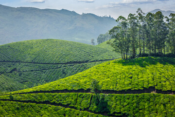 Indian Green Tea plantations in Munnar, Kerala, India