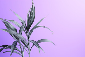 Dracaena tropical leaves on lavender color background minimal summer