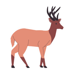 brown color rocky mountain elk or deer wild nature animal with big horns mammal herbivores creature